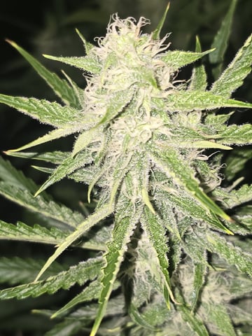 3rd Auto Grow — flower, day 76