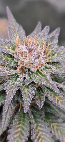 SBJ Clones — flower, day 113