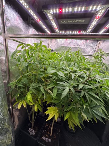 Mimosa x Orange Punch, Runtz Carlton, Gush Mints x Grape Cake Cream — vegetative, day 55