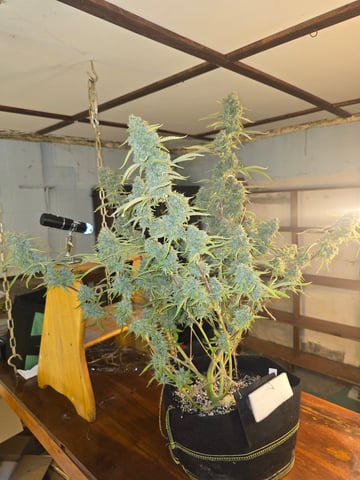 First Autoflower Indoor — flower, day 38