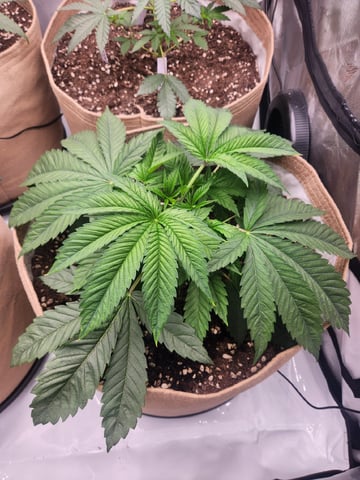 GROW 2. The Humboldt Four — vegetative, day 30