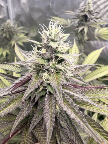 Oreo_BMG#2 — flower, day 9