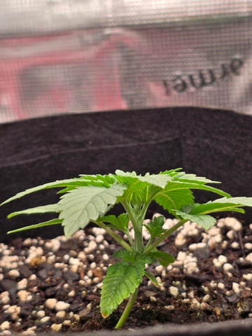 Northern lights #10 (Alaska) — vegetative, day 12