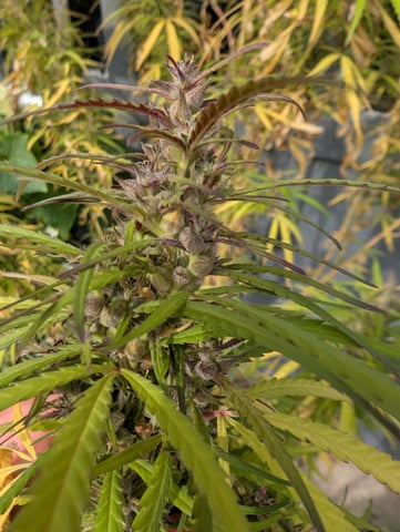 outdoor — flower, day 160