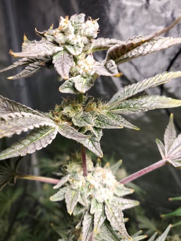 OLD GROW, NEW IDEAS — none, day 6