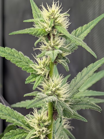 Grow #4 — flower, day 51