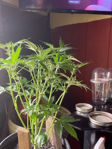 Milky Way F1 — flower, day 34