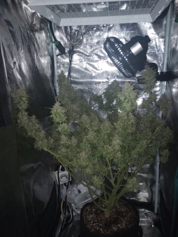 White Widow XXL Auto — flower, day 91