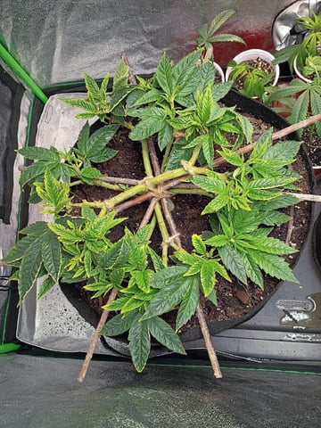 Purple Plum Perfect 💜 & 2 Grape Runtz 🍇 Mainlining garden.  — vegetative, day 130