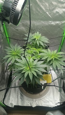 Critical Purple Kush — flower, day 86