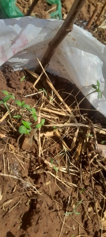 Random Seeds — grow_setup, day 2