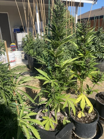 Auto Grow #1 2026 — flower, day 62