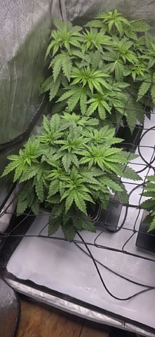 Maple Nectar  — vegetative, day 33