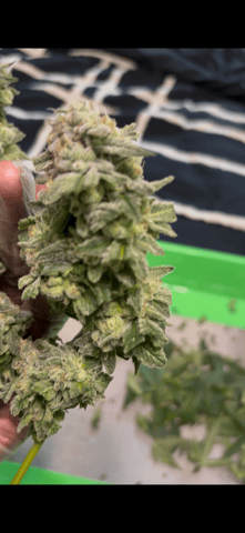 CANDYLAND — harvest, day 158