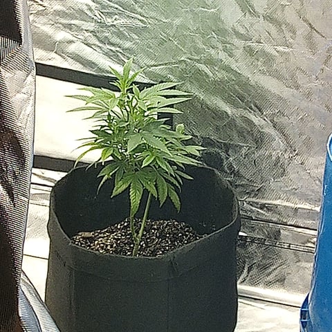 chem#4 — vegetative, day 16