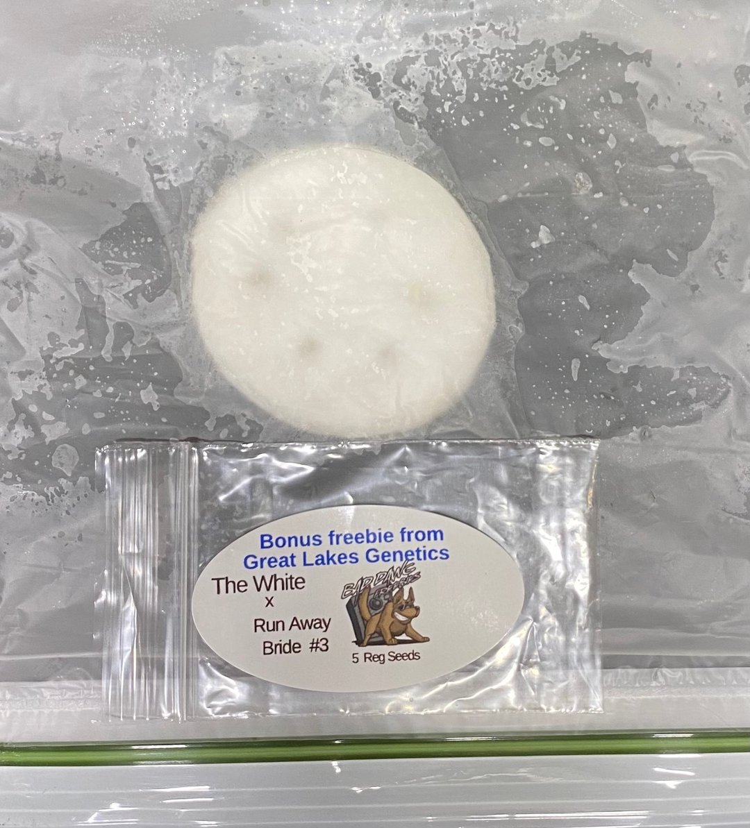 The White X Run Away Bride #3