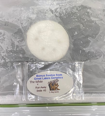 The White X Run Away Bride #3 — germination, day 1