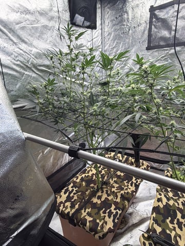Humboldt, Hella Jelly. Jelly Donut  — flower, day 66