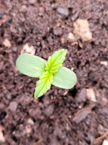 First time — seedling_rooting, day 2