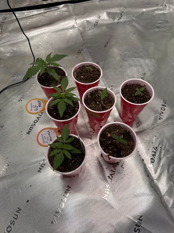 Humboldt  — seedling_rooting, day 14