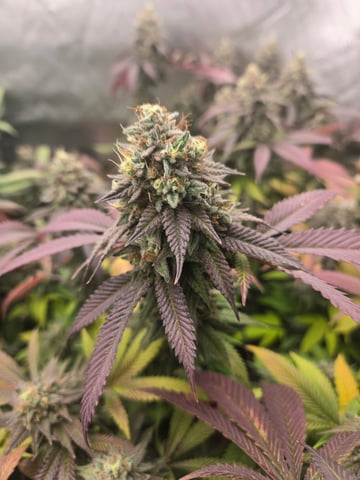 First Grow — flower, day 119