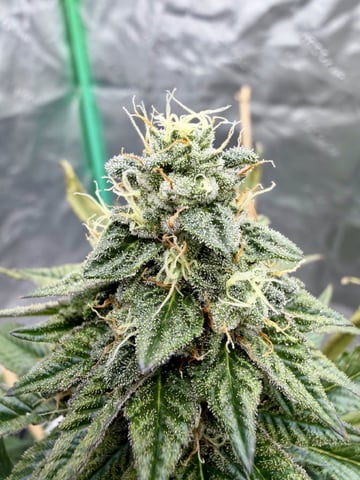 Bluntz Grow — flower, day 48