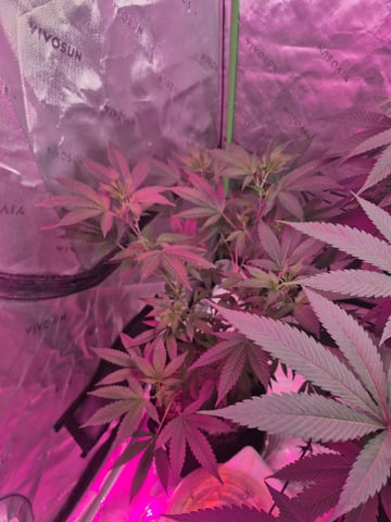 New Strain  — flower, day 32