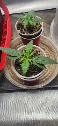 El Chemi Kiwi autoflower  — vegetative, day 11