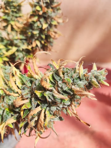 🍁Segunda Hornada — auto, day 14