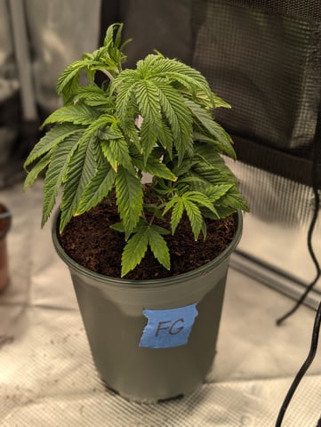 EG/SM/SG/CW — vegetative, day 29