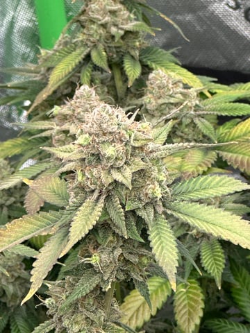 Clones GodFather OG Clones — flower, day 121