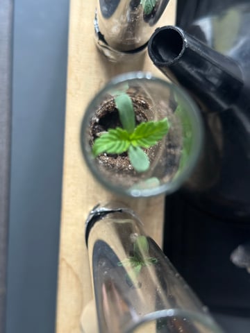 4 For The Win! — germination, day 8