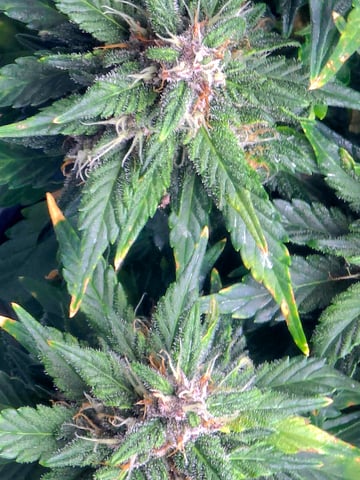 Fast Buds - Purp Lemonade — flower, day 52