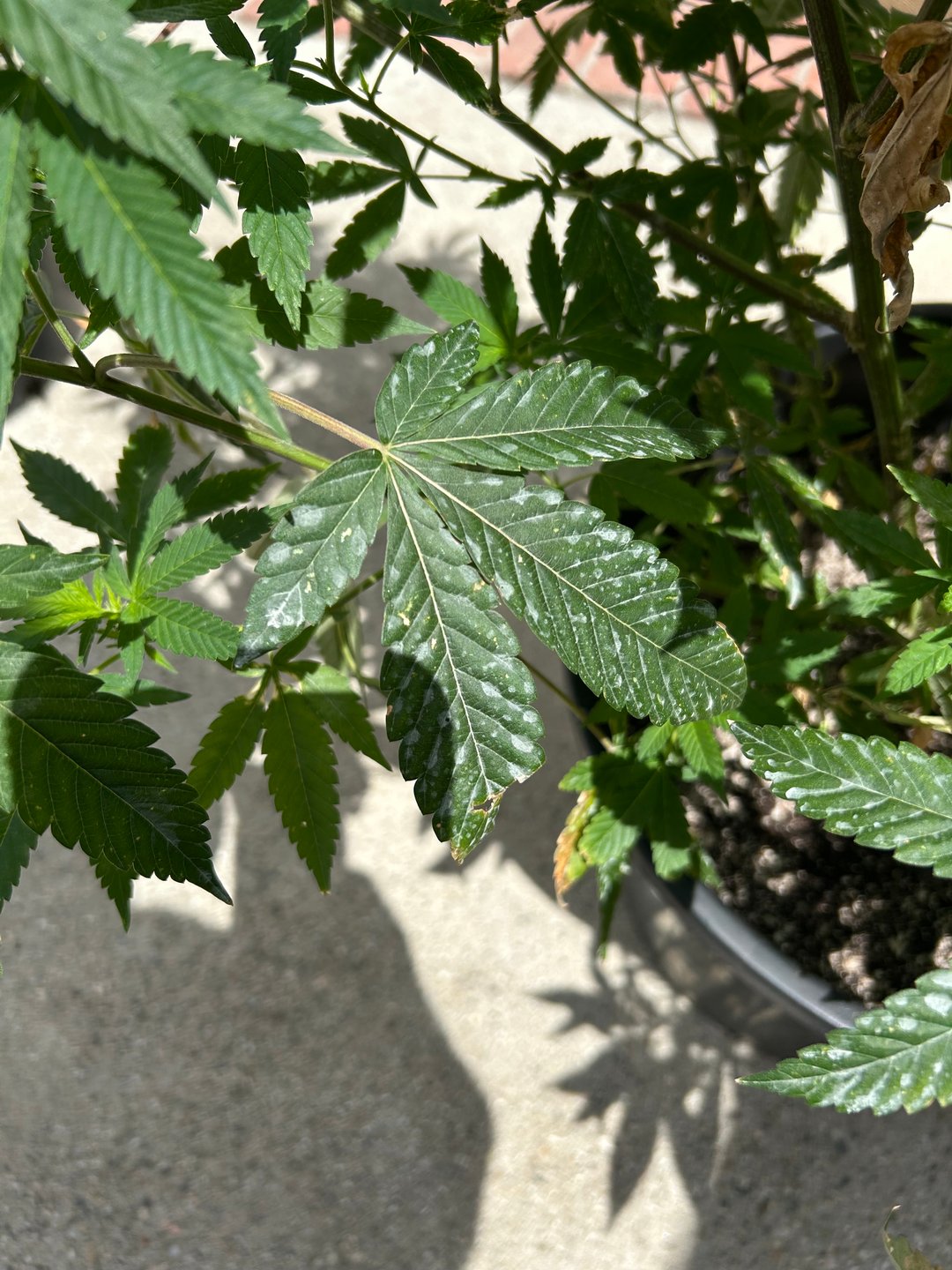 unknown hybrid possibility 