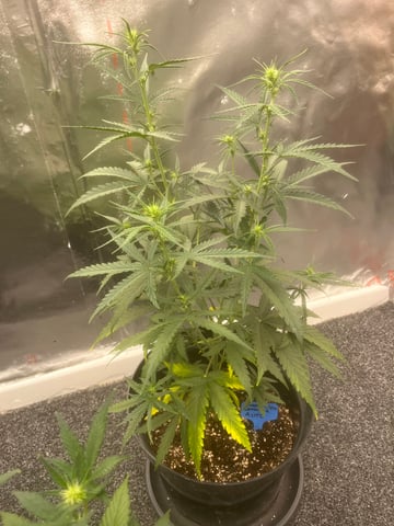 3autos and 2 fem  — flower, day 1