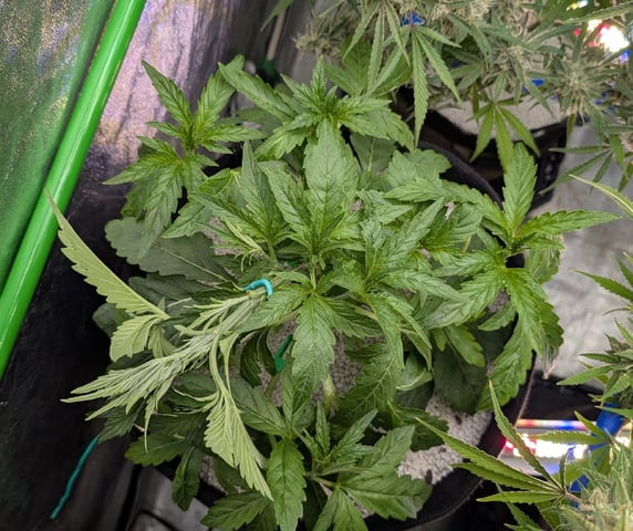 Perpetual Autoflower Mixed Grow #3 — flower, day 78