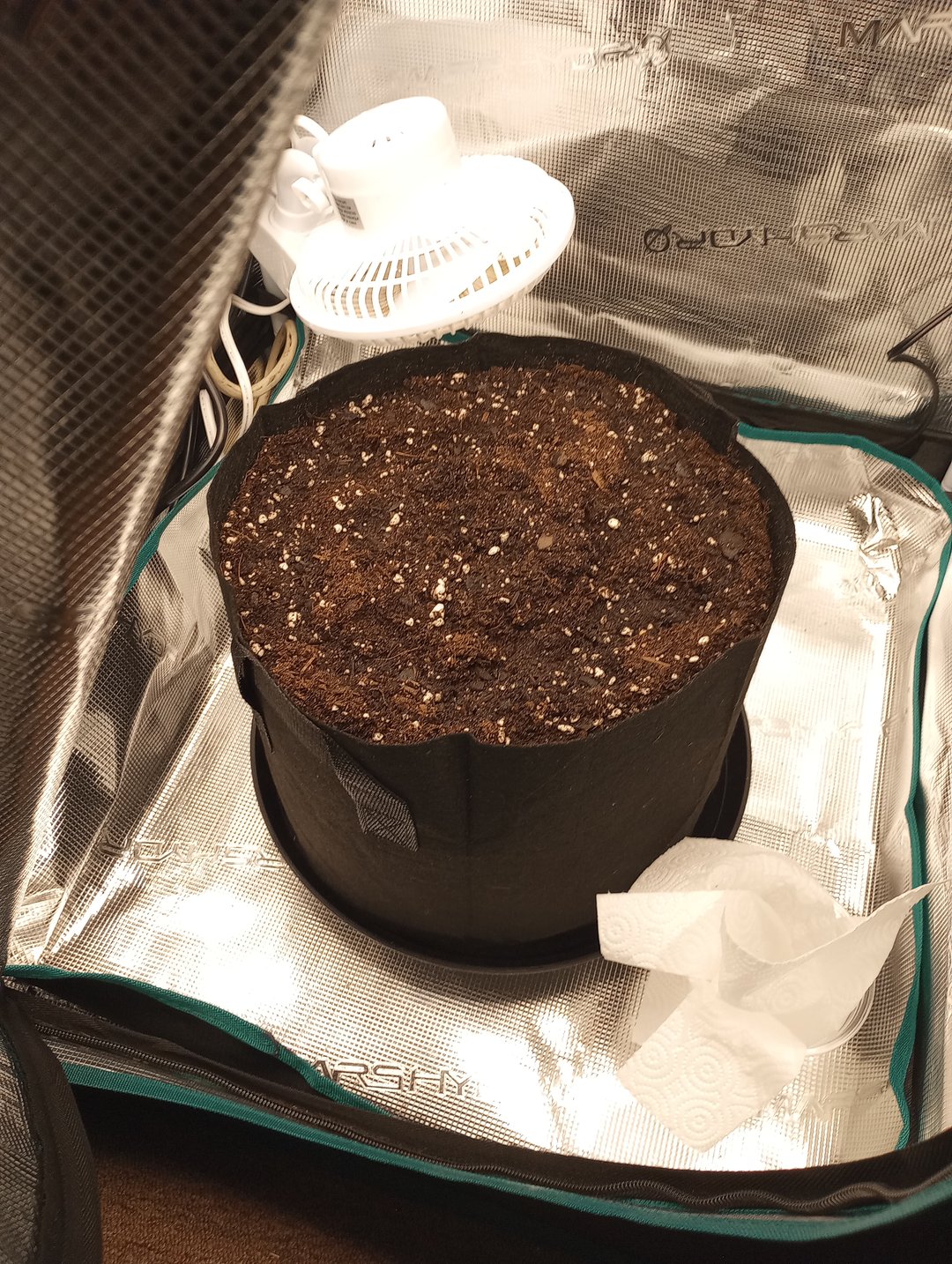 White Widow XXL Auto