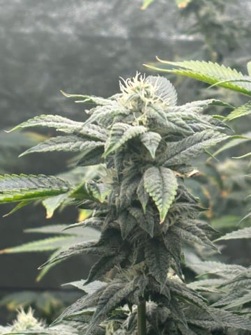 back to my roots.  — flower, day 29