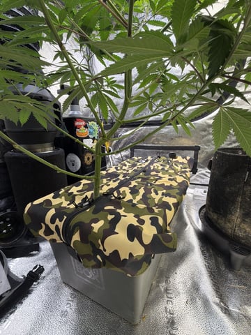 Humboldt, Hella Jelly. Jelly Donut  — flower, day 46