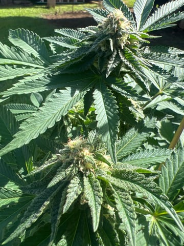 Ttkmkk — grow_setup, day 9