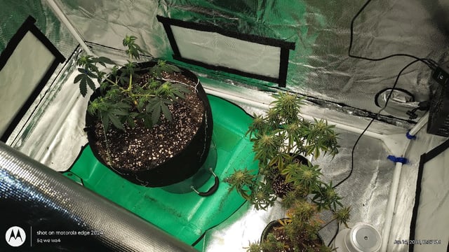 Grow Budz — vegetative, day 44