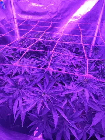 3 in flower — flower, day 25