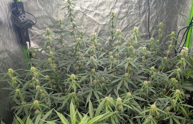 Strawberry Cheesecake Seedsman Seeds Autoflowers x2 — flower, day 55