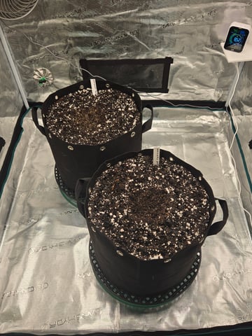 3rd Grow 3x3 tent — germination, day 1