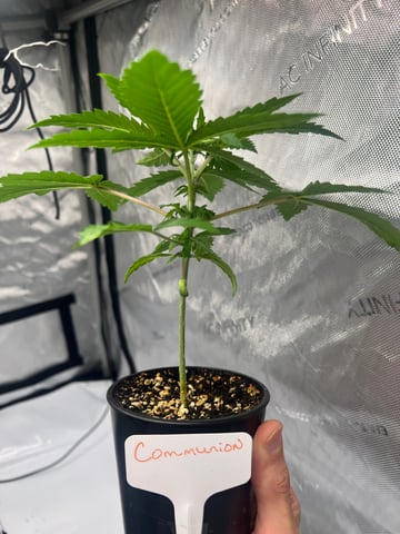 Grow 3: Romulan Genetics