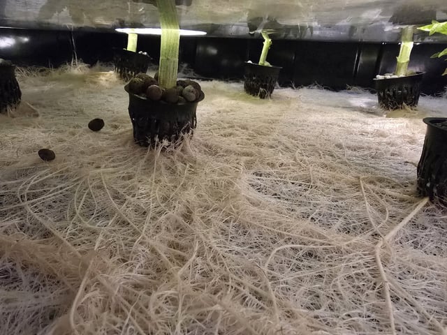 Oceanz 16 — flower, day 119