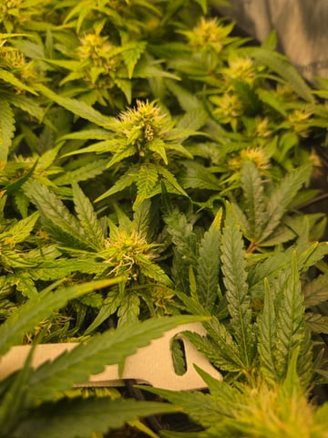 White rhino — flower, day 79