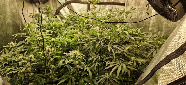 Indigo Saphirex2 And Slush Mint Cake X2 — flower, day 88