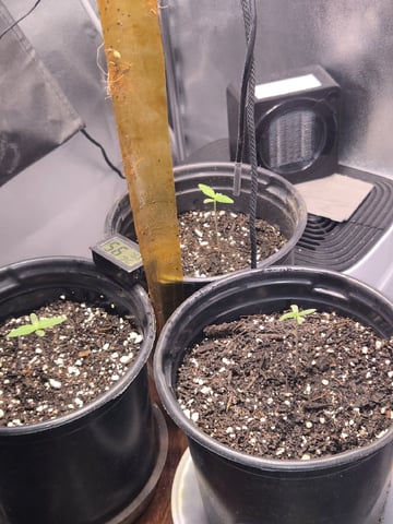 first grow second plant  — seedling_rooting, day 3