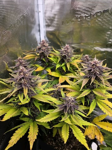 second grow — flower, day 53